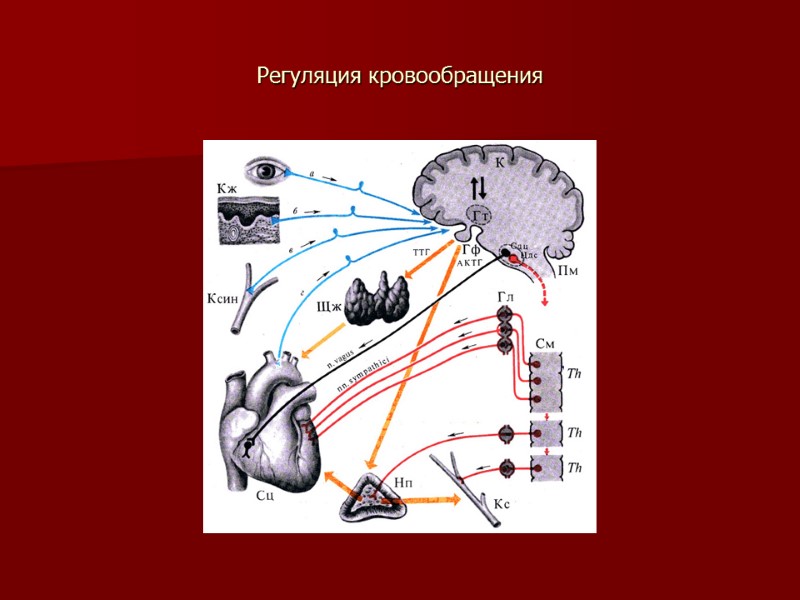 Регуляция кровообращения